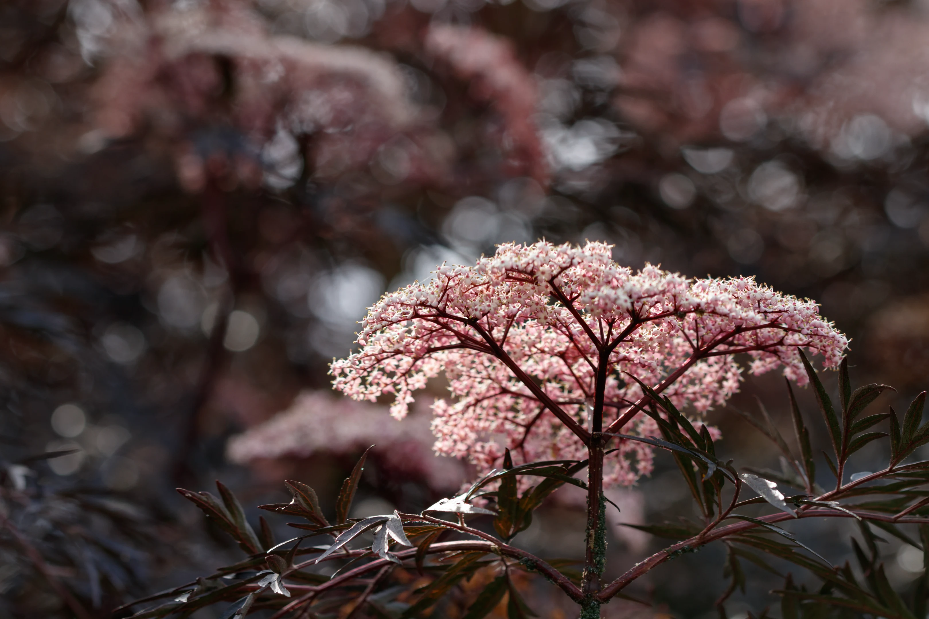 Black elder